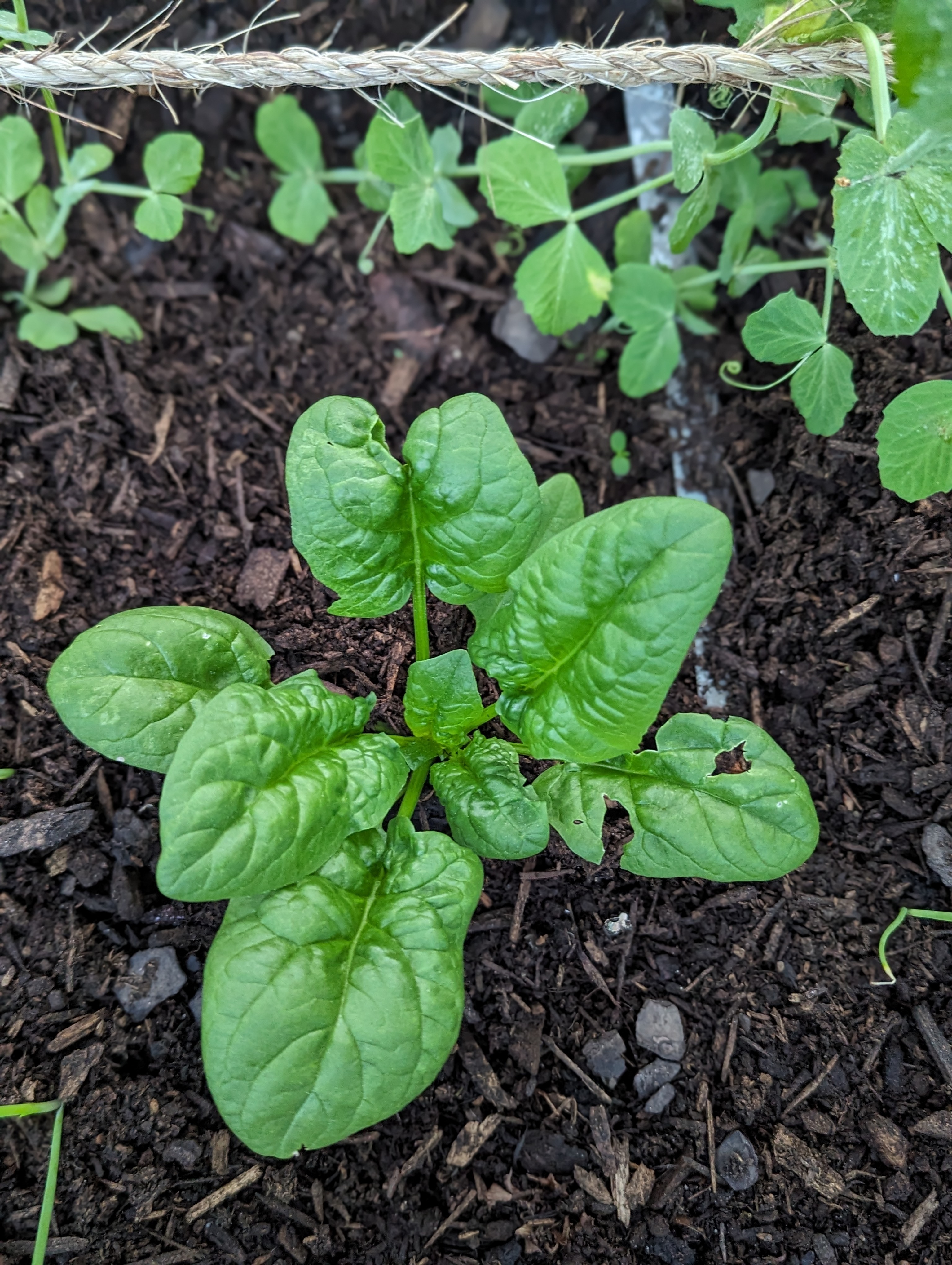 spinach - bloomsdale 2